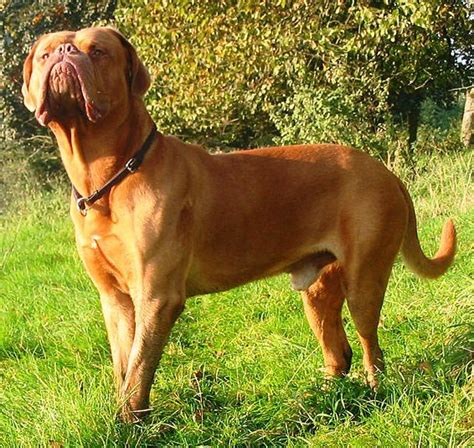 10 Giant Dog Breeds That Make Great Pets Giant Dog Breeds Large Dog