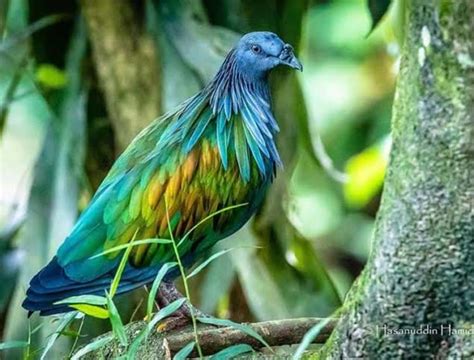 Discovering The Most Stunning Birds On Earth Top 10 Avian Wonders