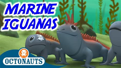 Octonauts The Marine Iguanas Full Episode Cartoons For Kids Youtube