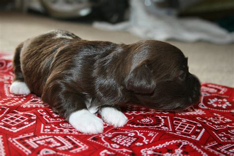 How old are puppies when they open their eyes. Available Puppies: Havanese puppies are 2 weeks old with ...