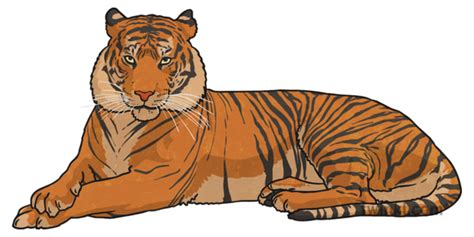 Cartoon Tiger Background Images For Editing Picsart Animals Png Images