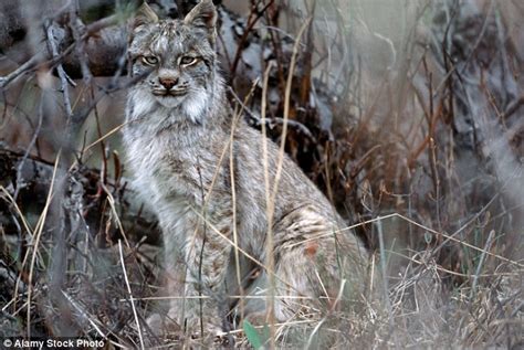 Lynx Escapes From Dartmoor Zoo And Is On The Loose Daily Mail Online