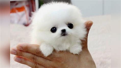 The Smallest Dog Breeds In The World
