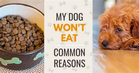 My Dog Lost His Appetite Reasons Why A Dog Wont Eat Canine Compilation
