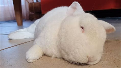 A Cute Big Dreaming Albino Bunny Youtube