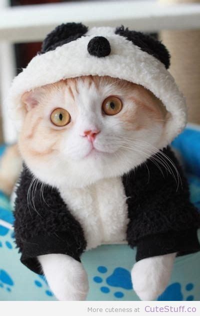 4 Cats In Panda Costumes Cute Animals Cute Pictures