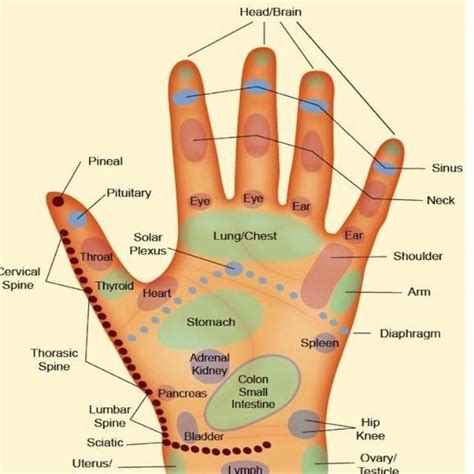 Pressure Points In Palm Handmassagetherapist Hand Reflexology Reflexology Reflexology