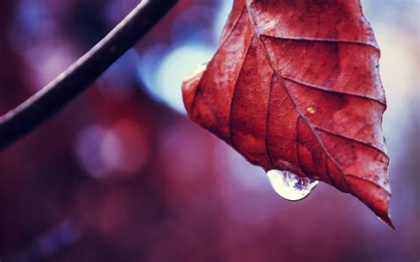 Wallpaper Leaves Nature Red Plants Water Drops Branch Color