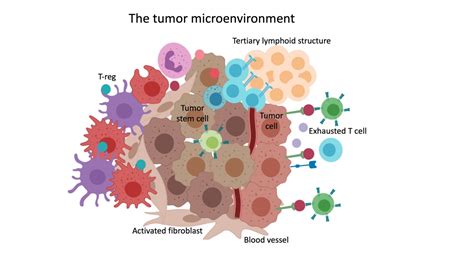 The Tumor Microenvironment Keren Lab