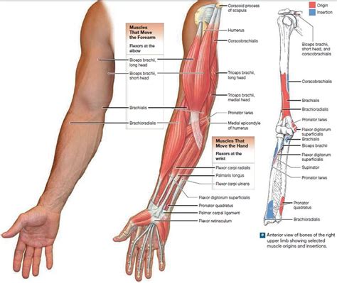 Image Result For Biceps Brachii Origin And Insertion Muscle Diagram