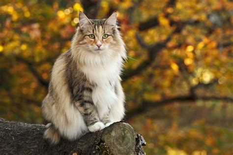 Are Norwegian Forest Cats Hypoallergenic A Sneeze Fest Or