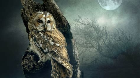 20 Owl Wallpapers Backgrounds Images Freecreatives