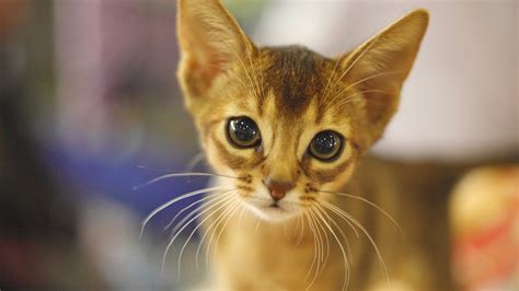 Cute Light Yellow Cat Closeup Photo With Staring Eyes In Blur