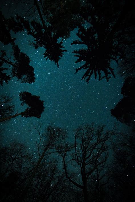 Trees Under Starry Sky Sky Pictures Night Skies Nature Images