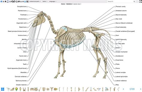 Vet Anatomy Atlas Of Equine Anatomy Osteology Of The Horse Skeleton