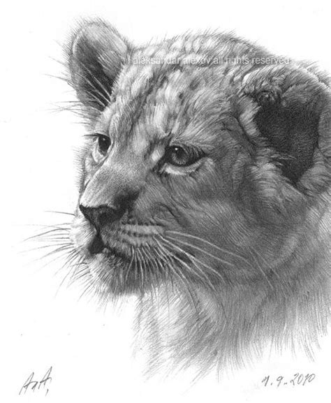 How To Draw A Lion Cub Milford Bower