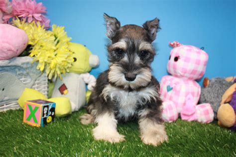 We take pride in producing we are a small family breeder of teacup, toy, & miniature schnauzers located in the gorgeous hill country of south texas in the san antonio and austin areas. Miniature Schnauzer Puppies For Sale - Long Island Puppies