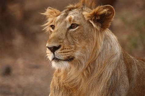 Afrikaanse Leeu Feite Ontmoet Die King Of The Jungle Wat Nie Daar