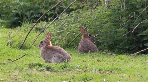 Young Rabbits Chris Hubbard Flickr