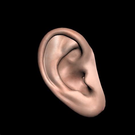 Ear 3d Models For Download Turbosquid