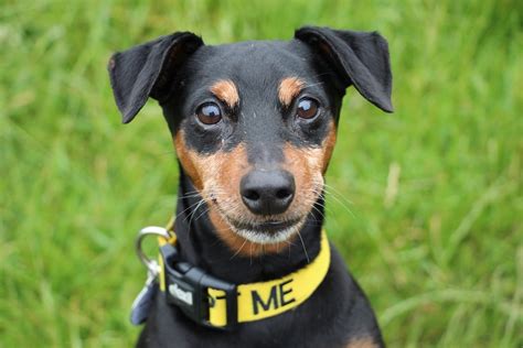 Rufus 3 Year Old Male Miniature Pinscher Cross Dog For
