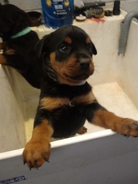 Must have docked tail and in good. Rottweiler Puppies For Sale | Cincinnati, OH #331625