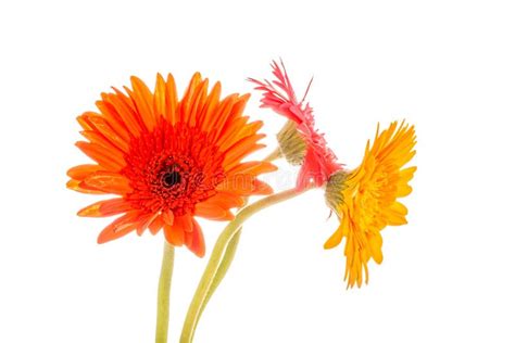 Gerbera Flower Isolated On Whitebackground Stock Photo Image Of