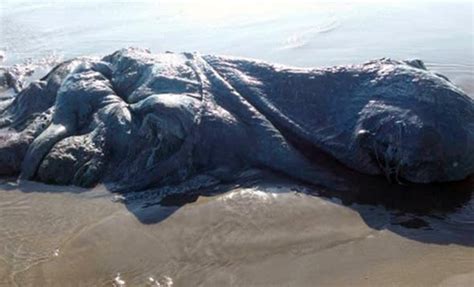 Mysterious Sea Monster Washes Up On Beach In Mexico