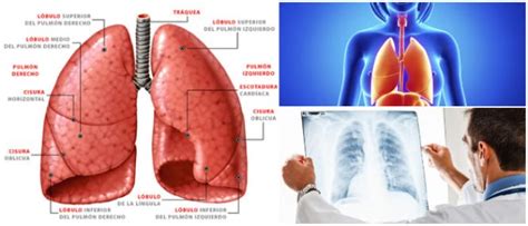 Lobulos Pulmonares Función Segmentos Fosas Pulmonares Anatomía Y