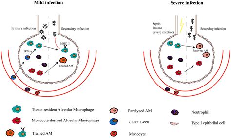 Frontiers Diversity Of Macrophages In Lung Homeostasis And Diseases