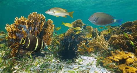 Caribbean Sea Marine Life Underwater Coral Reef Stock Image Image Of