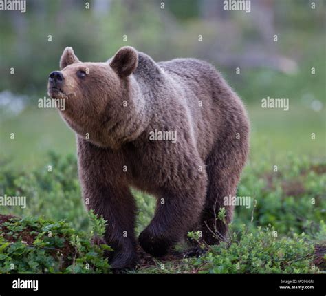 Eurasian Brown Bear Ursus Arctos Arctos Stock Photo Alamy