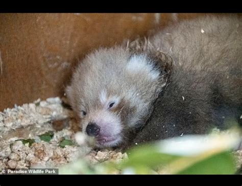 Endangered Red Panda Gives Birth At Uk Wildlife Park Animal Rescue