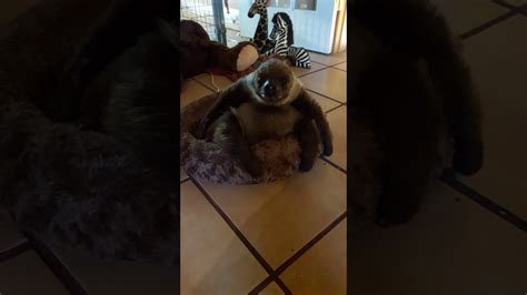 Baby Sloth Is Excited For Breakfast Youtube