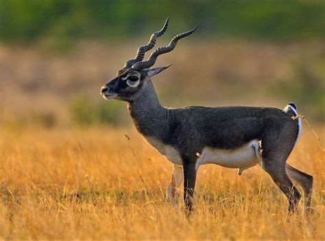 Blackbuck Antelope Wallpaper Free Hd Downloads
