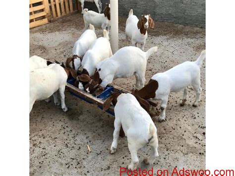 Pure Bred Boer Goats For Sell Classified Ads Free Classifieds Free
