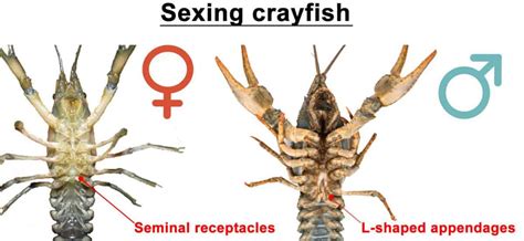 How To Tell If A Crayfish Is Male Or Female Shrimp And Snail Breeder