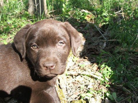 All mixed breed dogs have a. Chocolate Labs FOR SALE ADOPTION from campbellville ...