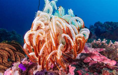 Feather Star Meet The Fascinating Marine Creature