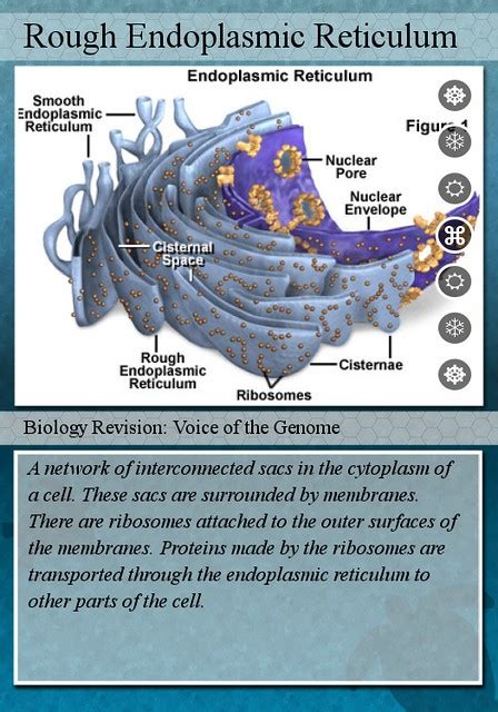 Lipids can be used to create new cell membranes, create hormones, and store energy. Rough Endoplasmic Reticulum | Created with fd's Flickr ...