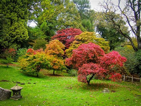 All About Pruning Japanese Maples How When And More 40 Off
