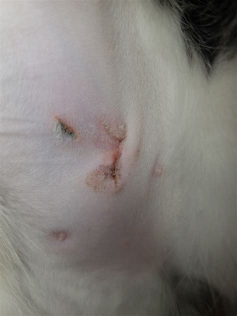 How Do You Tell If Your Cats Spay Incision Is Infected
