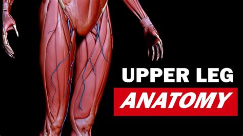 630 anatomical structures of the upper limb (pectoral girdle, shoulder, arm, elbow, forearm, wrist, hand and fingers) were labeled. Understanding the Upper Leg in Depth - Anatomy for Artists ...