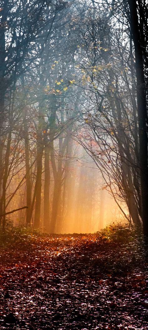Woodland 4k Wallpaper Early Morning Sun Light Forest Path Trees