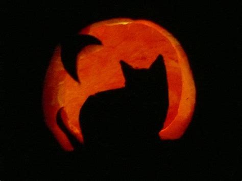 13 Cat Pumpkin Carving Ideas For Halloween Catster