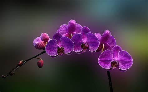 Orchids Wallpapers Wallpaper Cave