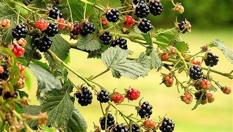 How To Grow Thornless Blackberries Garden Guides