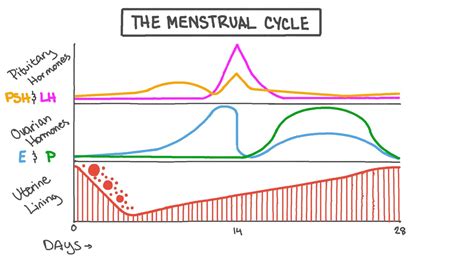 understanding your menstrual cycle organic mondays
