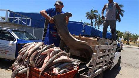 Colectivo Presenta 9 Propuestas Para La Pesca Sustentable En México