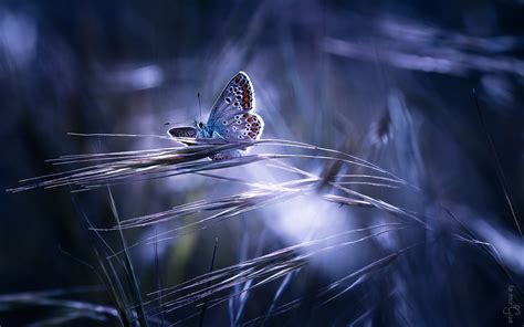 Awesome Butterfly Hd Wallpaper Top Wallpapers